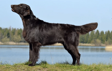 Årets Flatcoat 2019