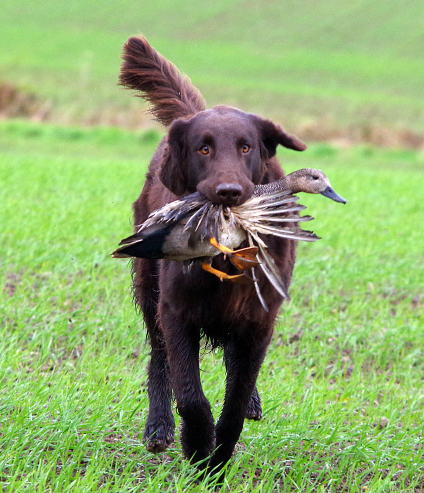 Årets mest vindende Flatcoat på markprøve