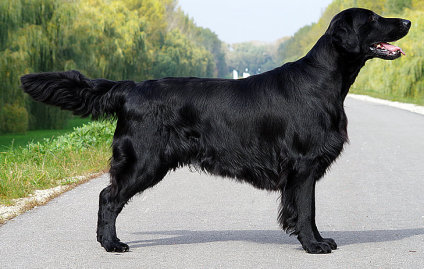 Årets mest vindende flatcoat på udstilling 2019