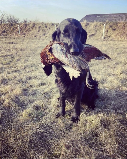 Årets mest vindende flatcoat på udstilling 2022