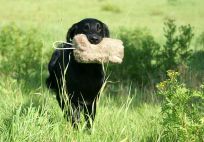 Flatcoated Retriever- Danmark