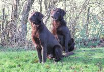 Flatcoated Retriever- Danmark