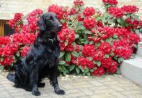 Flatcoated Retriever- Danmark