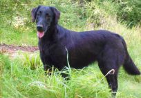 Flatcoated Retriever- Danmark