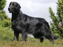 Flatcoated Retriever