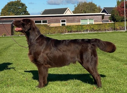 flatcoated Retriever