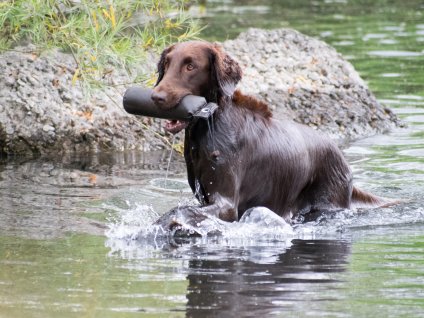 Flatcoated Retriever Danmark