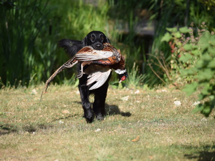 Flatcoated Retriever Danmark