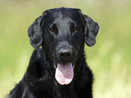 Flatcoated Retriever Danmark