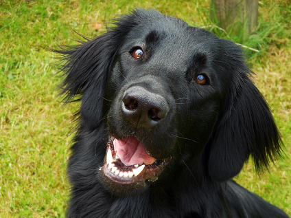 Flatcoated Retriever Danmark