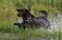 Flatcoated retriever 