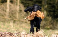 Flatcoated Retriever