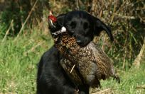 Flatcoated Retriever