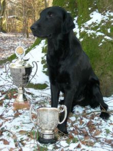 Flatcoated Retriever - .Danmark, Fägeltorps Jocke Orrtupp