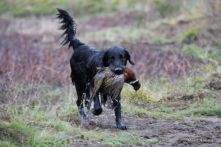 Flatcoated retriever - Danmark, Reltub Black Velvet