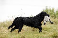 Flatcoated Retriever - Danmark, Jiggers Tarka Lovely Alma, s, T, 2003