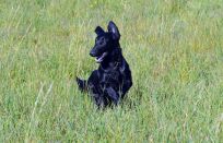 Flatcoated Retriever Danmark