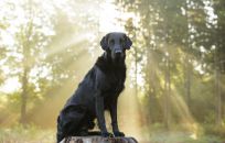 Flatcoated Retriever Ddanmark