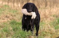 Flatcoated Retriever Ddanmark