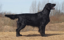 Flatcoated Retrievers Årets hunde indenfor markprøve og udstilling