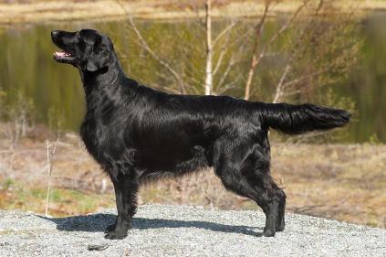 Flatcoated Retriever udstillingschampions