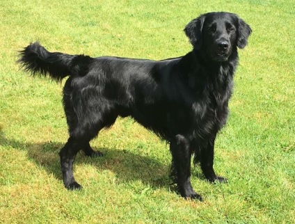 Flatcoated Retriever udstillingschampions