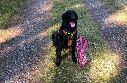 Flatcoated Retriever- Danmark