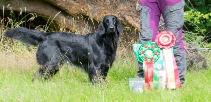 Flatcoated Retriever- Danmark