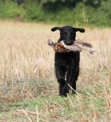 Flatcoated Retriever- Danmark