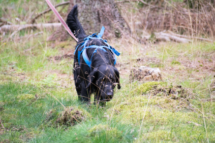 Flatcoated Retriever- Danmark