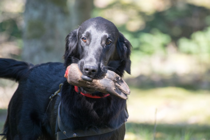 Flatcoated Retriever- Danmark