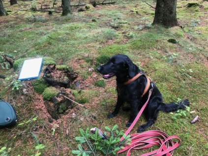 Flatcoated Retriever- Danmark