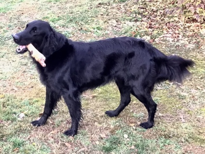 Flatcoated Retriever- Danmark